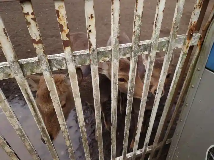 相州春日神社の動物