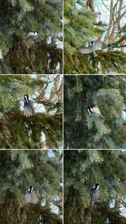 富川八幡宮(北海道)