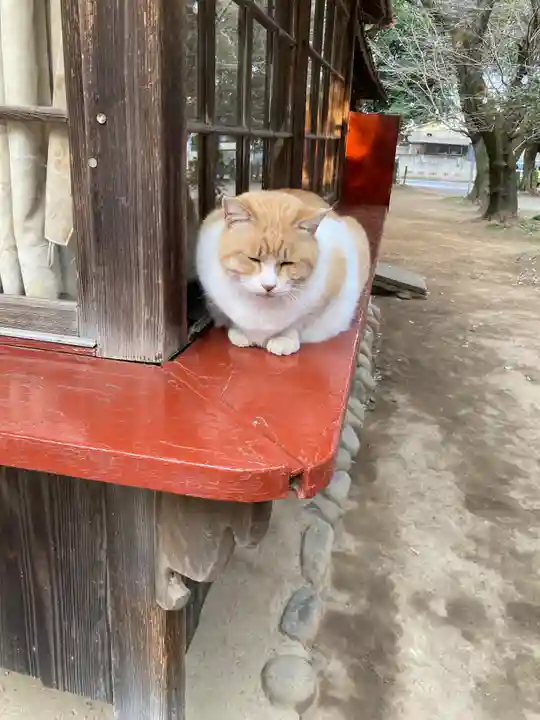 雀神社の動物