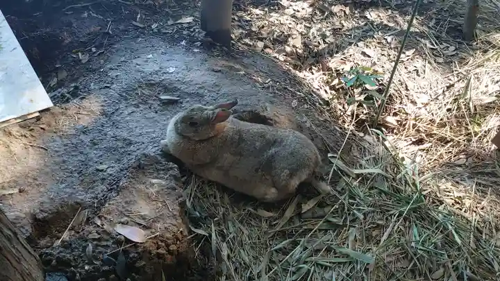 太子堂八幡神社の動物
