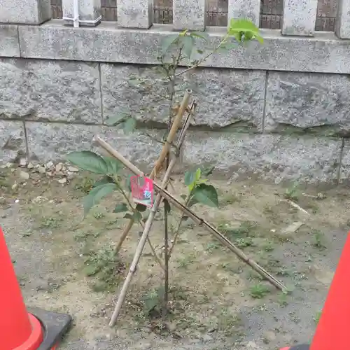 六所神社の自然