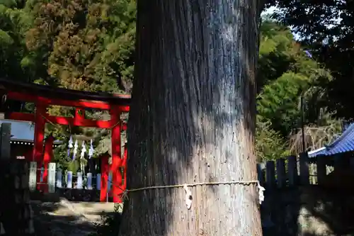 小川諏訪神社の鳥居