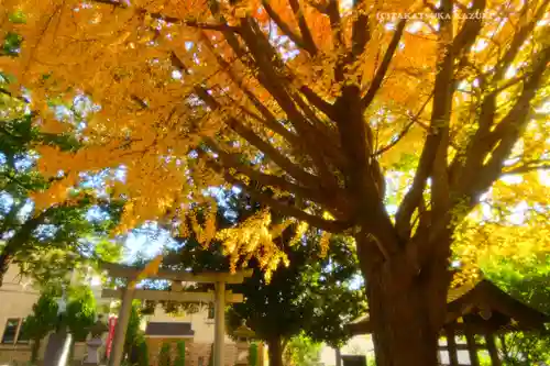 小金八坂神社(千葉県)