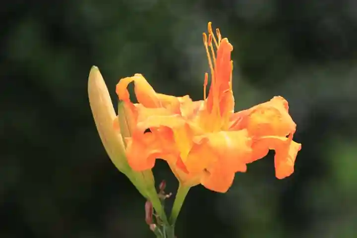 日枝神社の自然