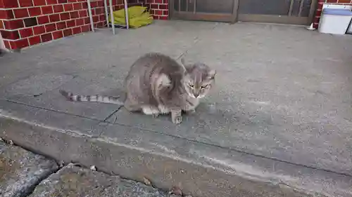 菖蒲神社の動物