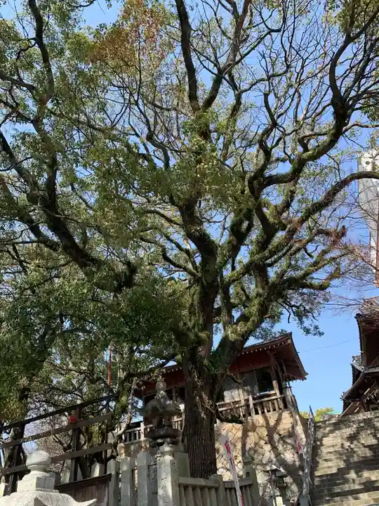 嚴島神社の自然