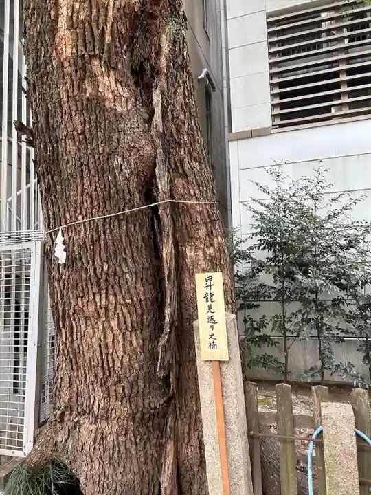 泥江縣神社(愛知県)