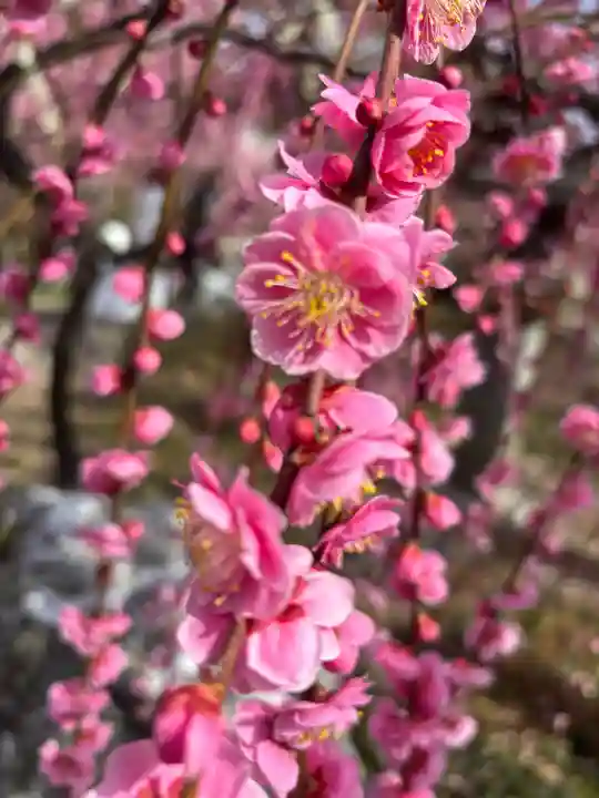 防府天満宮の{uncategorized: "未分類", other: "その他", undefined: "問題あり", building: "その他建物", grave: "お墓", sacred_gate: "鳥居", guardian: "狛犬", statue: "像", buddha: "仏像", history: "歴史", nature: "自然", garden: "庭園", animal: "動物", pagoda: "塔", temizu: "手水舎", mountain_gate: "山門・神門", sanctuary: "本殿・本堂", subordinate: "末社・摂社", art: "芸術", scenery: "景色", jizo: "地蔵", ema: "絵馬", goshuin: "御朱印", omikuji: "おみくじ", items: "授与品その他", amulet: "お守り", goshuincho: "御朱印帳", eats: "食事", festival: "お祭り", votive_dance: "神楽", shichigosan: "七五三参", wedding: "結婚式", experience: "体験その他", initially: "初詣", around: "周辺", anti_infection: "感染症対策"}