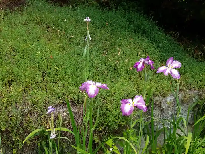 烏帽子山八幡宮の自然