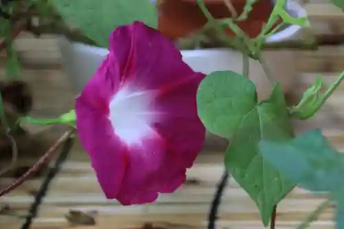 阿邪訶根神社の芸術