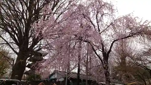 上野東照宮の自然