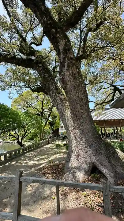 太宰府天満宮の自然