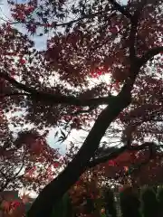 東伏見稲荷神社の自然