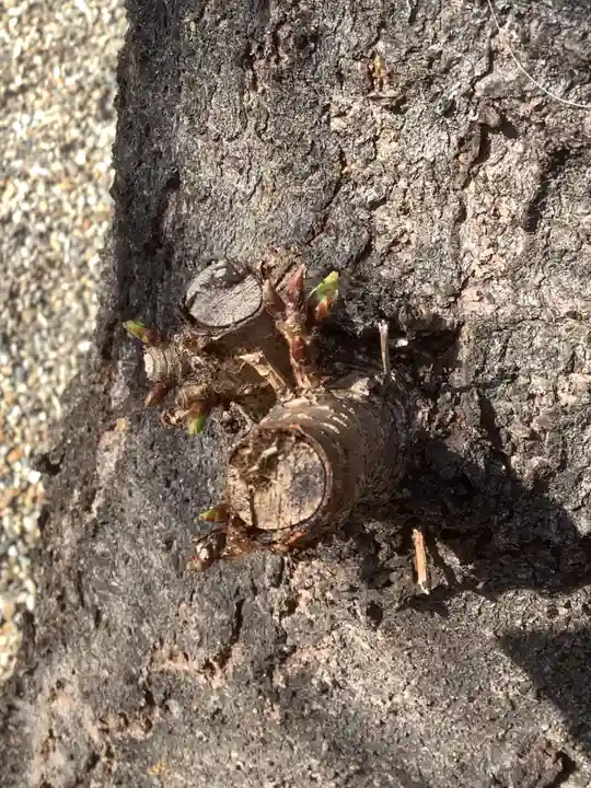 三輪神社の自然