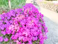 横浜御嶽神社の自然