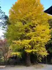 北口本宮冨士浅間神社の自然