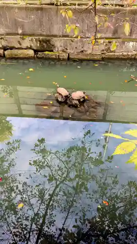 磐井神社の動物