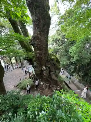 來宮神社の{uncategorized: "未分類", other: "その他", undefined: "問題あり", building: "その他建物", grave: "お墓", sacred_gate: "鳥居", guardian: "狛犬", statue: "像", buddha: "仏像", history: "歴史", nature: "自然", garden: "庭園", animal: "動物", pagoda: "塔", temizu: "手水舎", mountain_gate: "山門・神門", sanctuary: "本殿・本堂", subordinate: "末社・摂社", art: "芸術", scenery: "景色", jizo: "地蔵", ema: "絵馬", goshuin: "御朱印", omikuji: "おみくじ", items: "授与品その他", amulet: "お守り", goshuincho: "御朱印帳", eats: "食事", festival: "お祭り", votive_dance: "神楽", shichigosan: "七五三参", wedding: "結婚式", experience: "体験その他", initially: "初詣", around: "周辺", anti_infection: "感染症対策"}