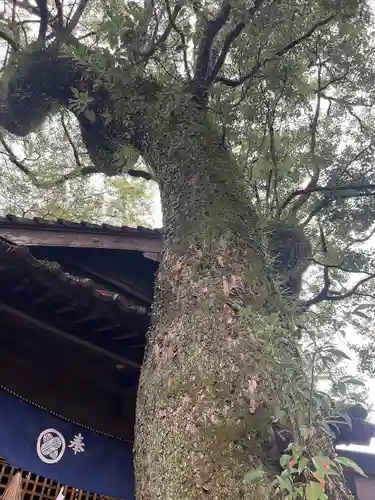 青井阿蘇神社(熊本県)