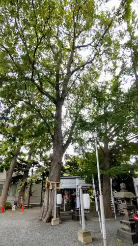 札幌諏訪神社の自然