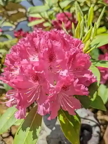 三室戸寺の自然