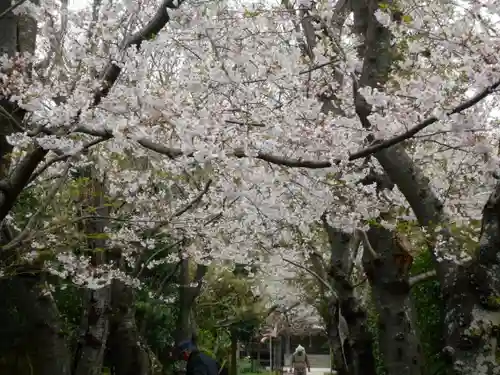 極楽寺（霊鷲山感應院極楽律寺）の自然