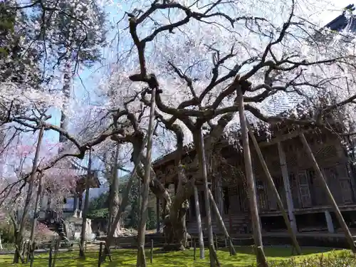 西雲寺(福井県)