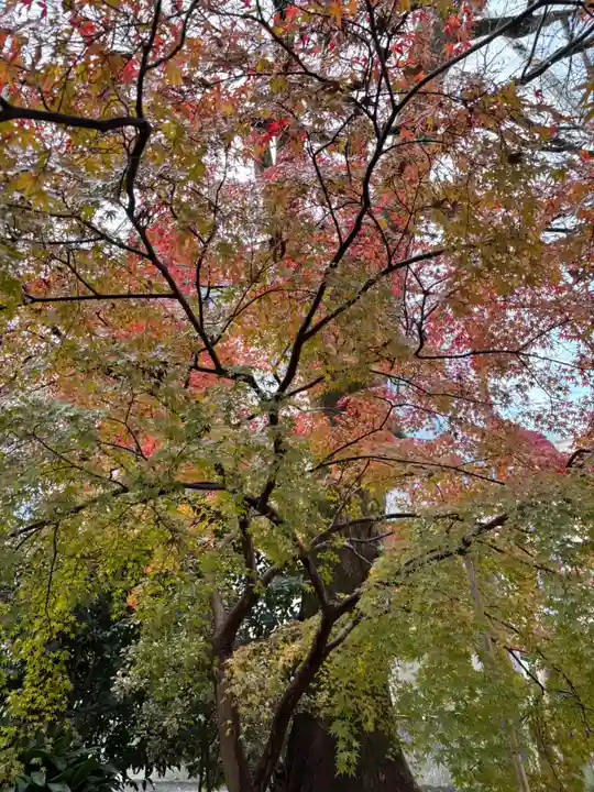 賀茂御祖神社(下鴨神社)の自然