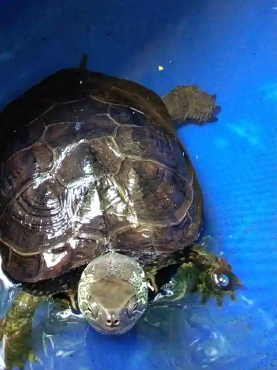 下谷神社(東京都)
