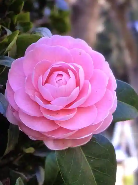 東長谷寺 薬王院(東京都)