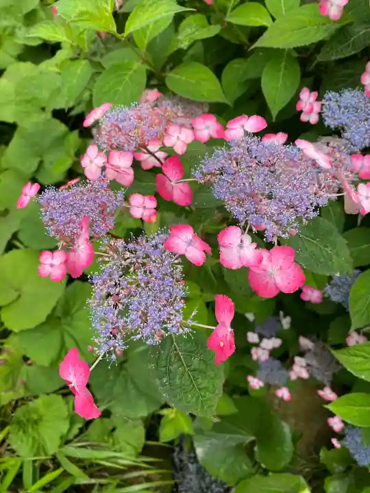 楽法寺(雨引観音)の自然