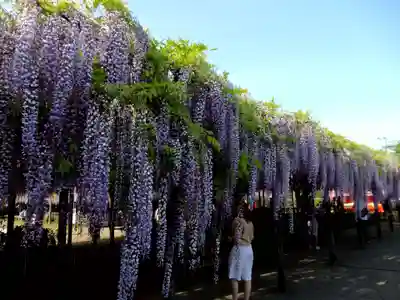 玉敷神社(埼玉県)