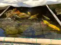 龍眼寺(萩寺)(東京都)