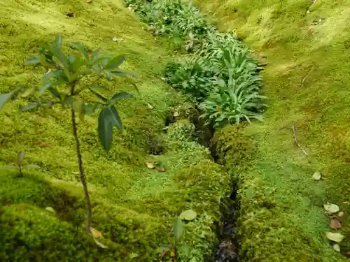 西芳寺の自然