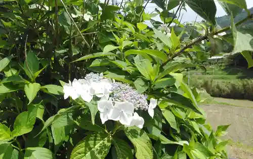 呑山観音寺の自然