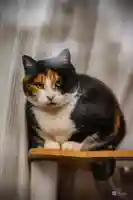 熊野那智神社(宮城県)