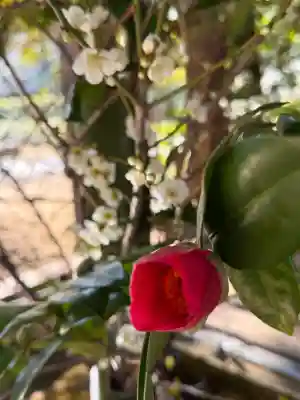 赤坂氷川神社(東京都)