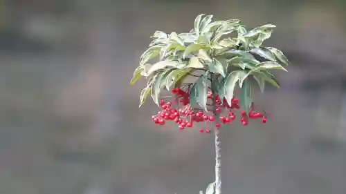鹿苑寺（金閣寺）の自然