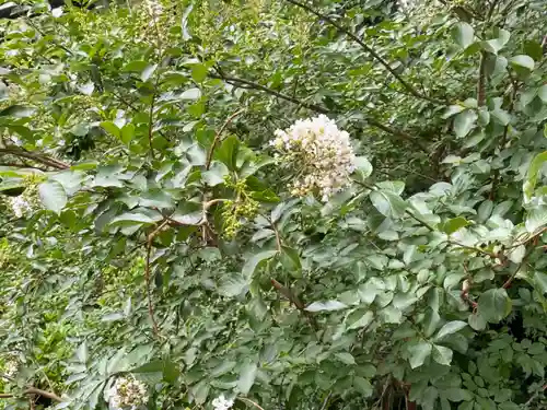 明王院（満願寺別院）の自然