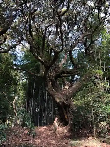 飯高寺の自然