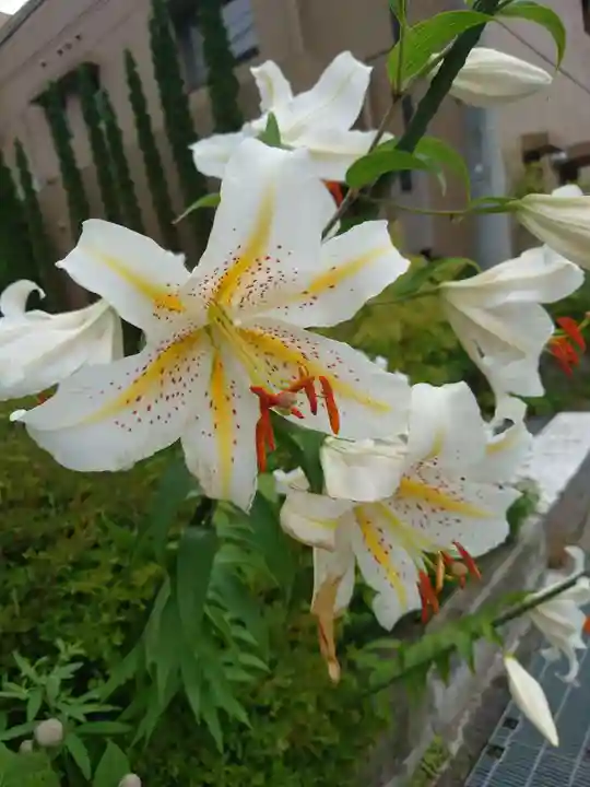 山中浅間神社(山梨県)