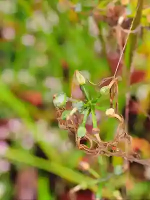 浄土寺(兵庫県)