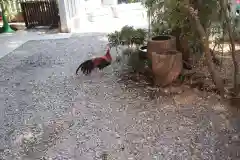 大甕神社の動物