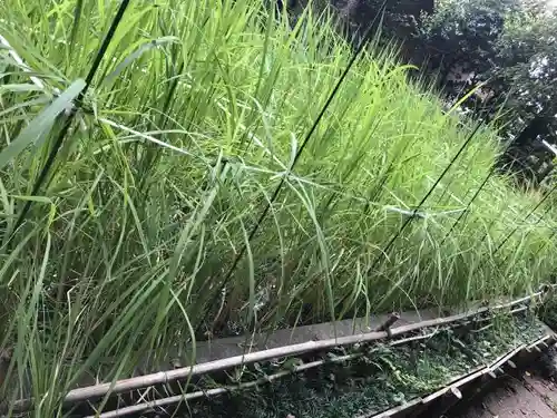 石神井氷川神社の自然