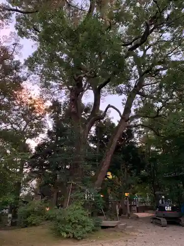 武蔵一宮氷川神社の自然