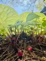 土津神社|こどもと出世の神さま(福島県)