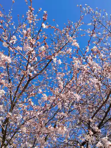 萱津神社の自然