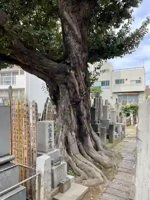 青雲寺(東京都)