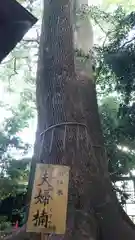 鳩ヶ谷氷川神社の自然