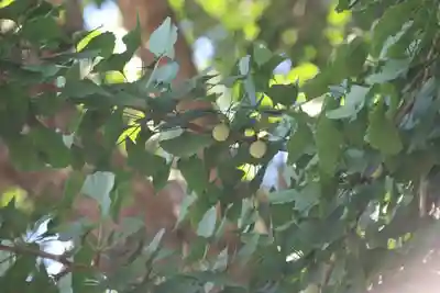 帳附神社の自然